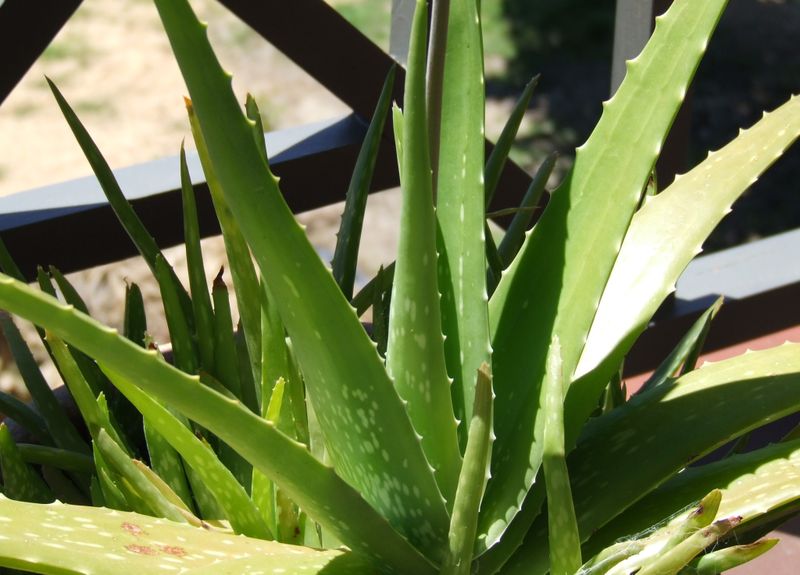 Aloe vera: Léčivá rostlina, jejíž výtažky mají blahodárný účinek na lidské tělo