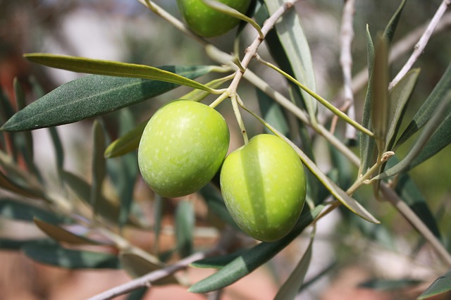 Jak poznte kvalitn olivov olej?